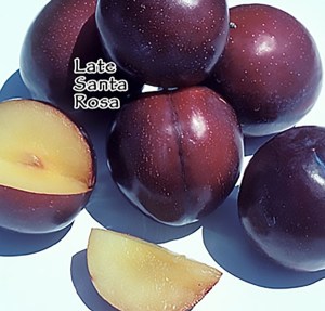 Late Santa Rosa Plum